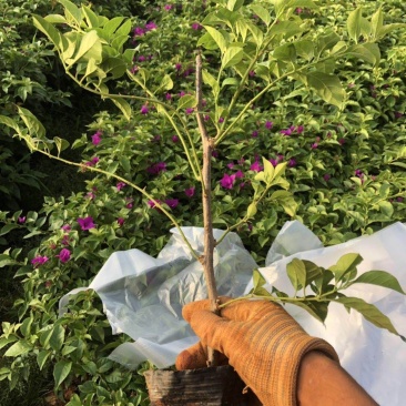 三角梅价格云南紫花三角梅各种三角梅球形种植销售