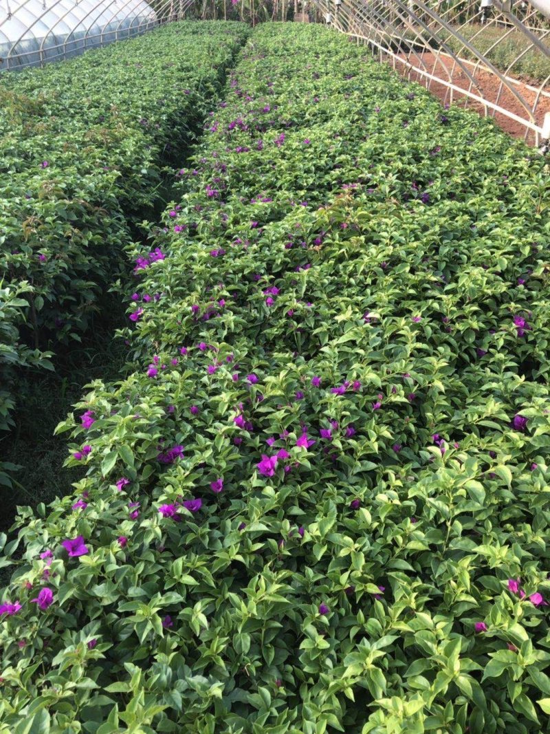 三角梅价格云南紫花三角梅各种三角梅球形种植销售