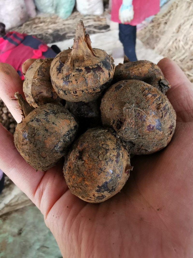 精选荔浦马蹄脆甜优质荸荠马蹄批发