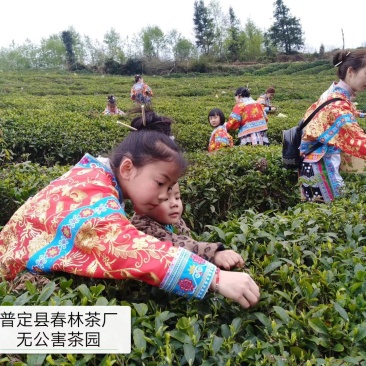 2020年贵州绿茶—“春林”朵贝贡茶明前一级毛峰100克
