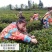 2020年贵州绿茶—“春林”朵贝贡茶明前一级毛峰100克