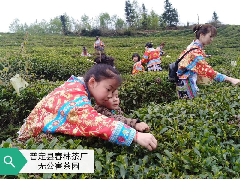 2020年贵州绿茶—“春林”朵贝贡茶明前一级毛峰100克
