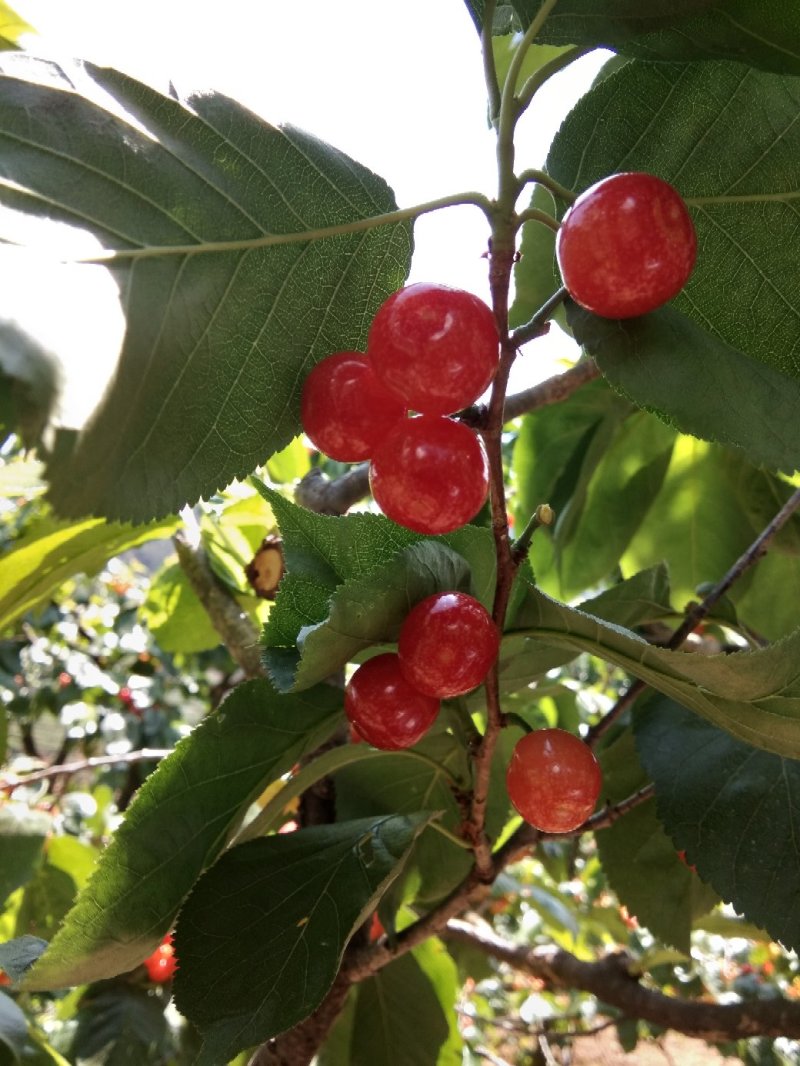 四川米易黄草薄皮樱桃。