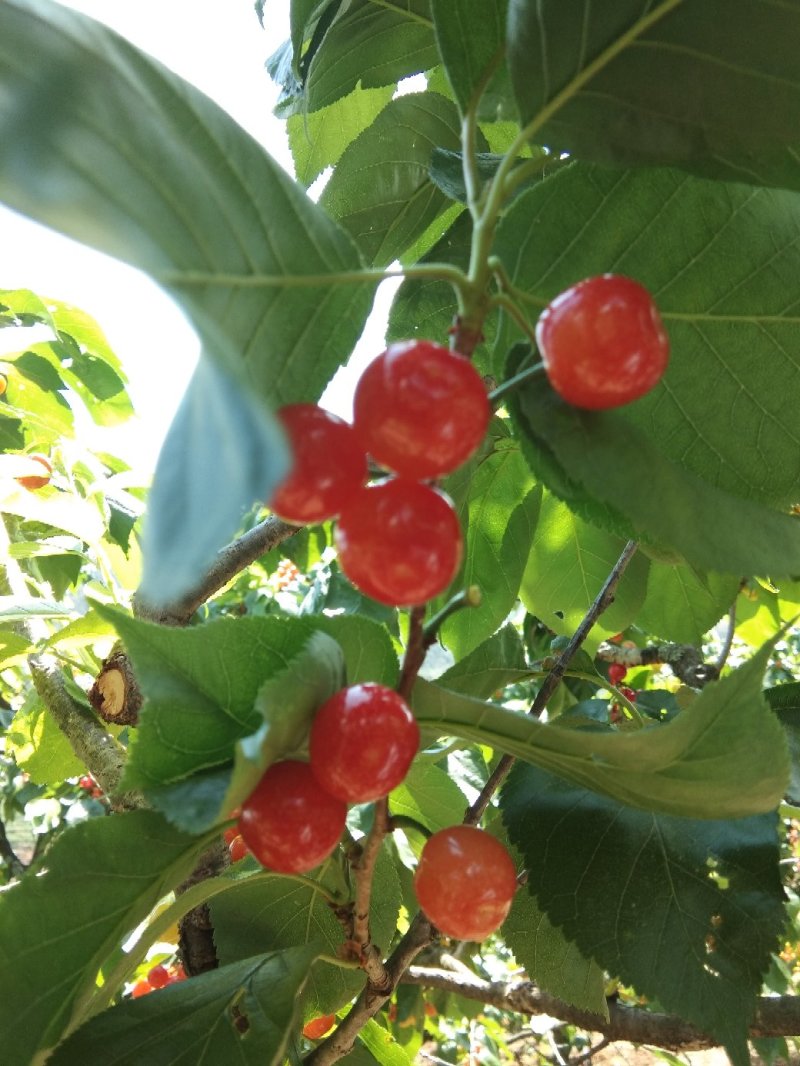 四川米易黄草薄皮樱桃。