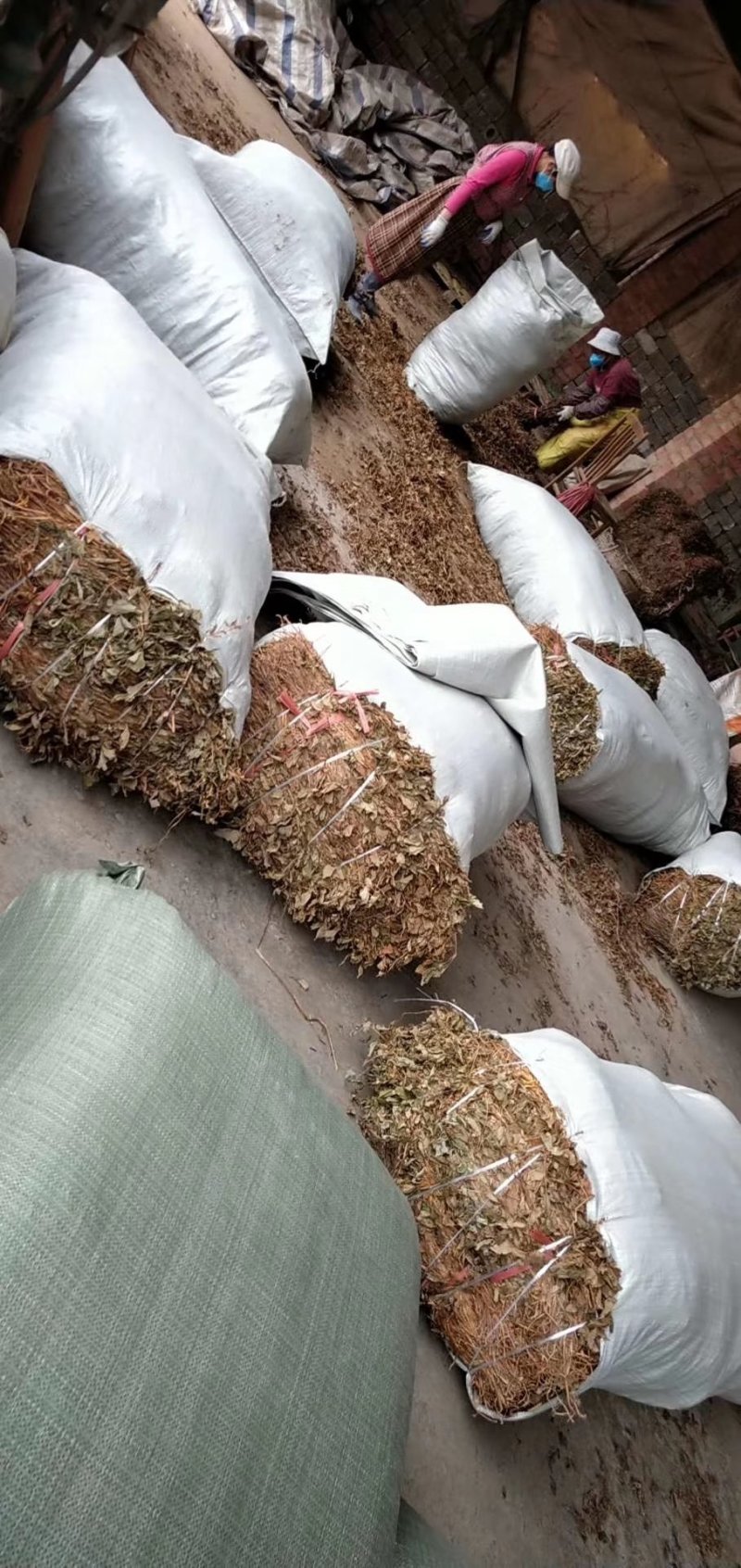 鱼腥草，野生鱼腥草，扎把条子，切片均有，颜色青绿干度好