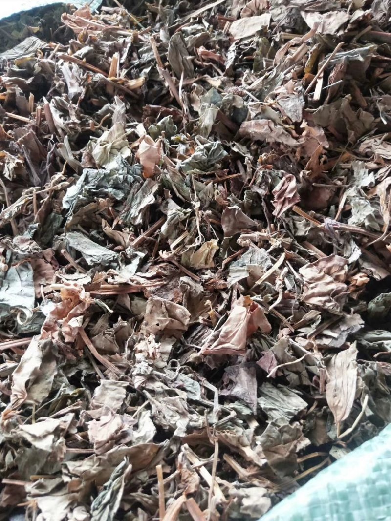鱼腥草，野生鱼腥草，扎把条子，切片均有，颜色青绿干度好