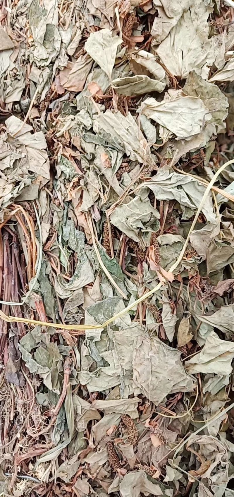 鱼腥草，野生鱼腥草，扎把条子，切片均有，颜色青绿干度好