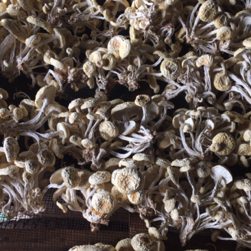广昌6号茶树菇