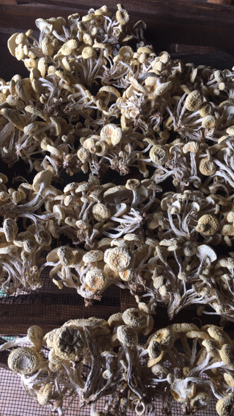 广昌6号茶树菇
