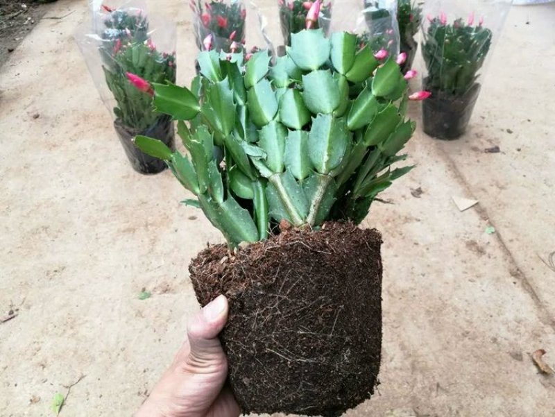 蟹爪兰花苗花卉盆栽多肉植物绿植蟹爪莲花卉嫁接盆栽吊兰