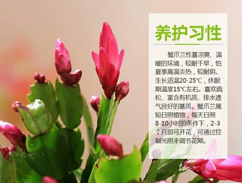 蟹爪兰花苗花卉盆栽多肉植物绿植蟹爪莲花卉嫁接盆栽吊兰