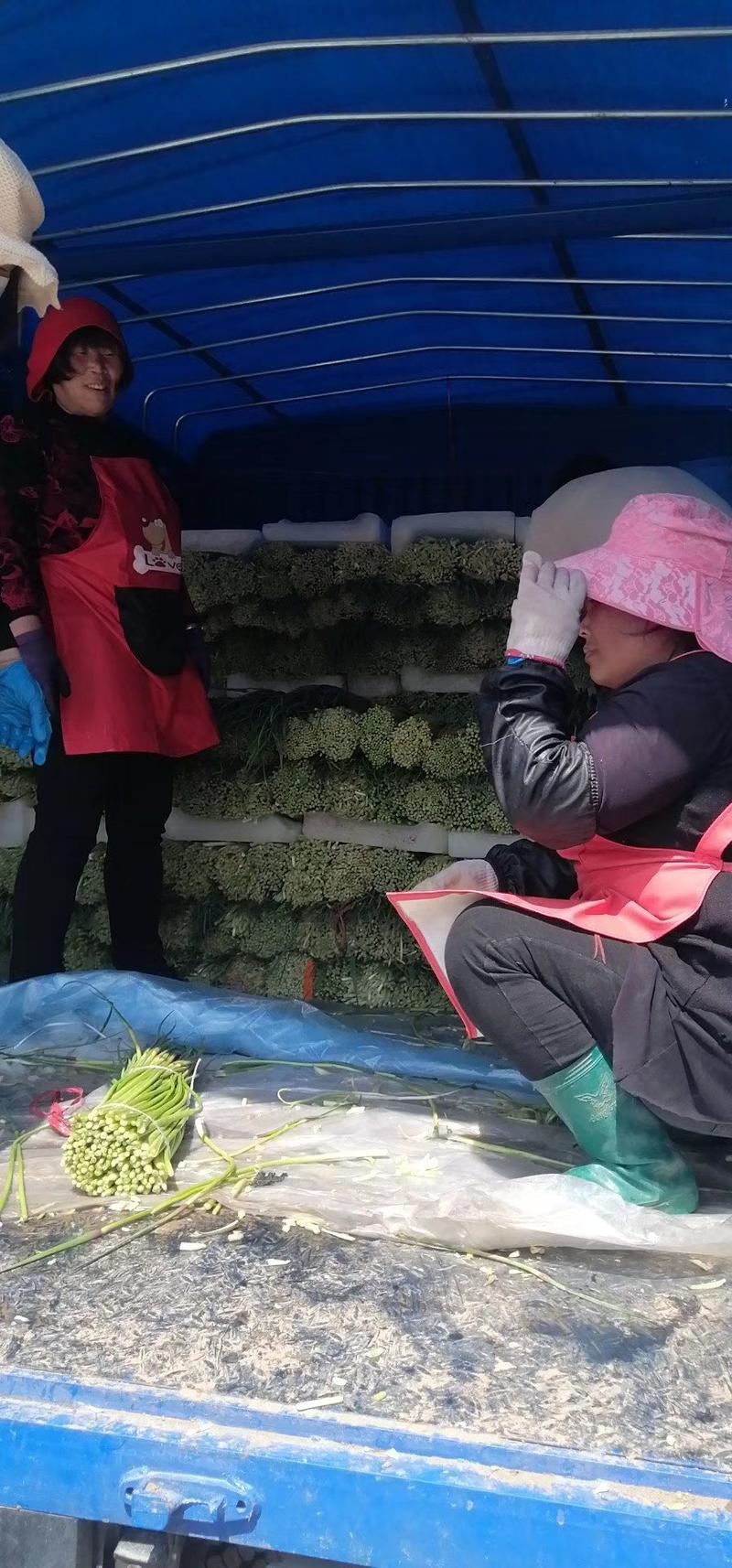 【优选】鲜蒜苔上市长苔80cm，干苔一手货源代发全国