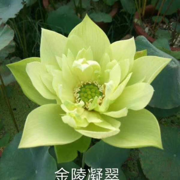 荷花苗盆栽荷花苗池塘观赏荷花苗