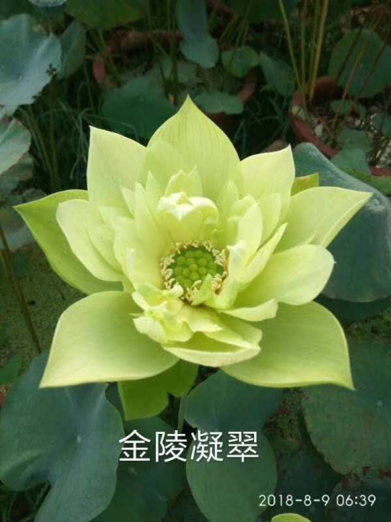 荷花苗盆栽荷花苗池塘观赏荷花苗