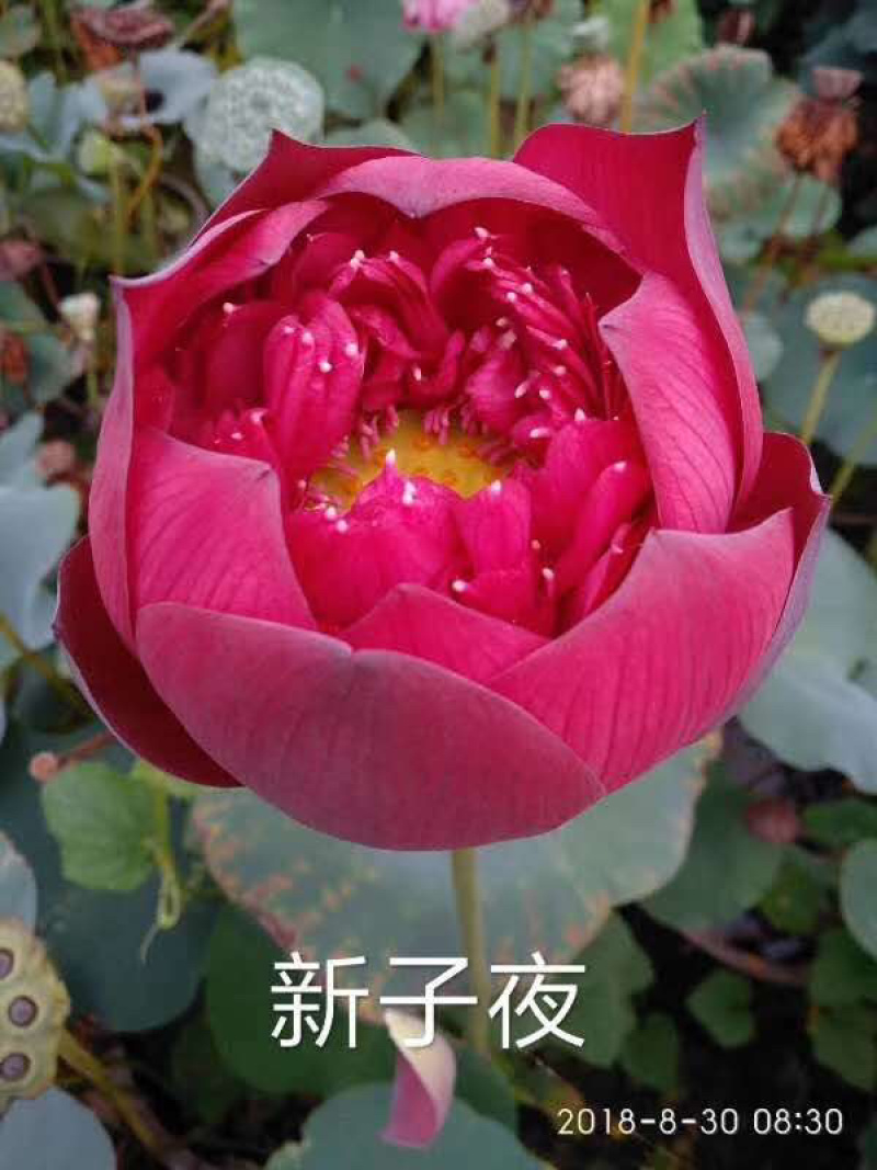 荷花苗盆栽荷花苗池塘观赏荷花苗