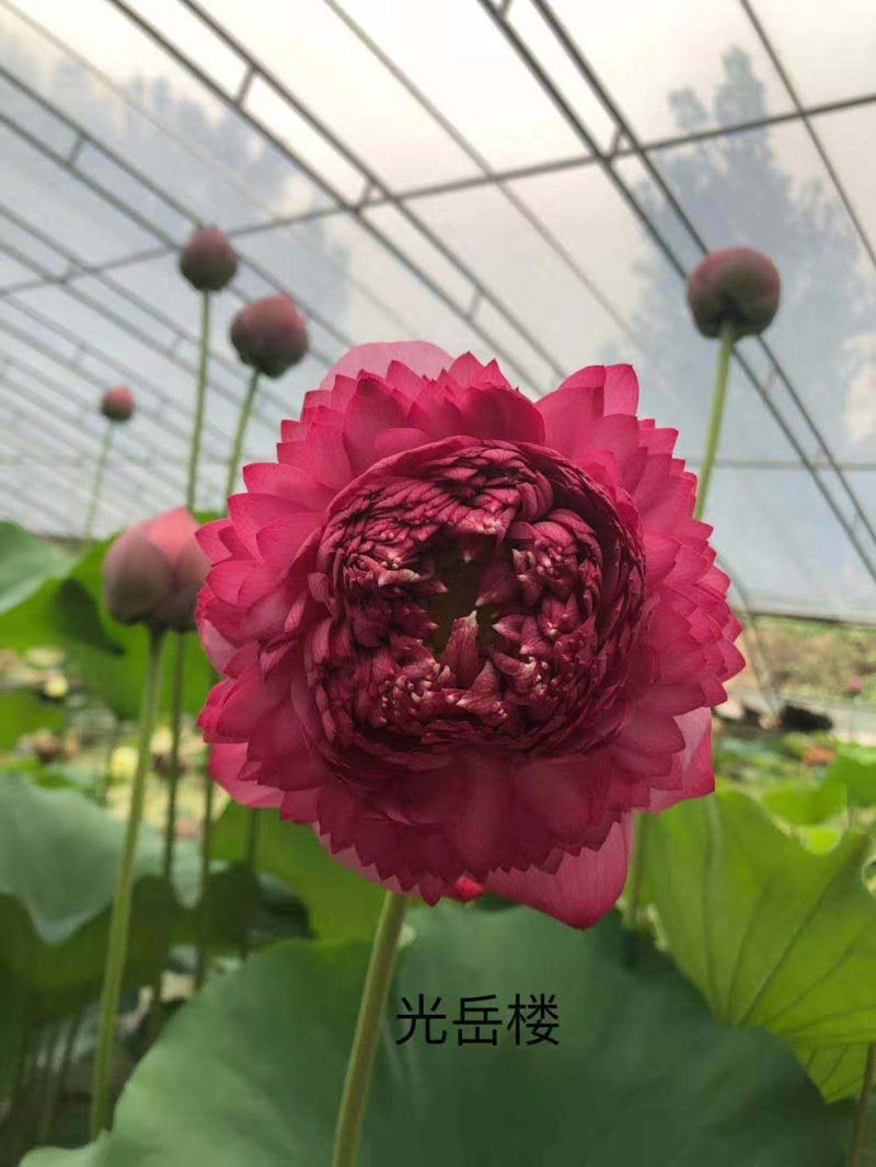 荷花苗盆栽荷花苗池塘观赏荷花苗