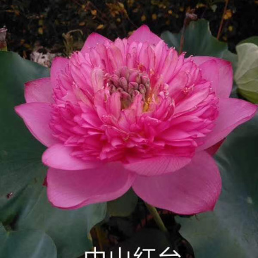 荷花苗盆栽荷花苗池塘观赏荷花苗