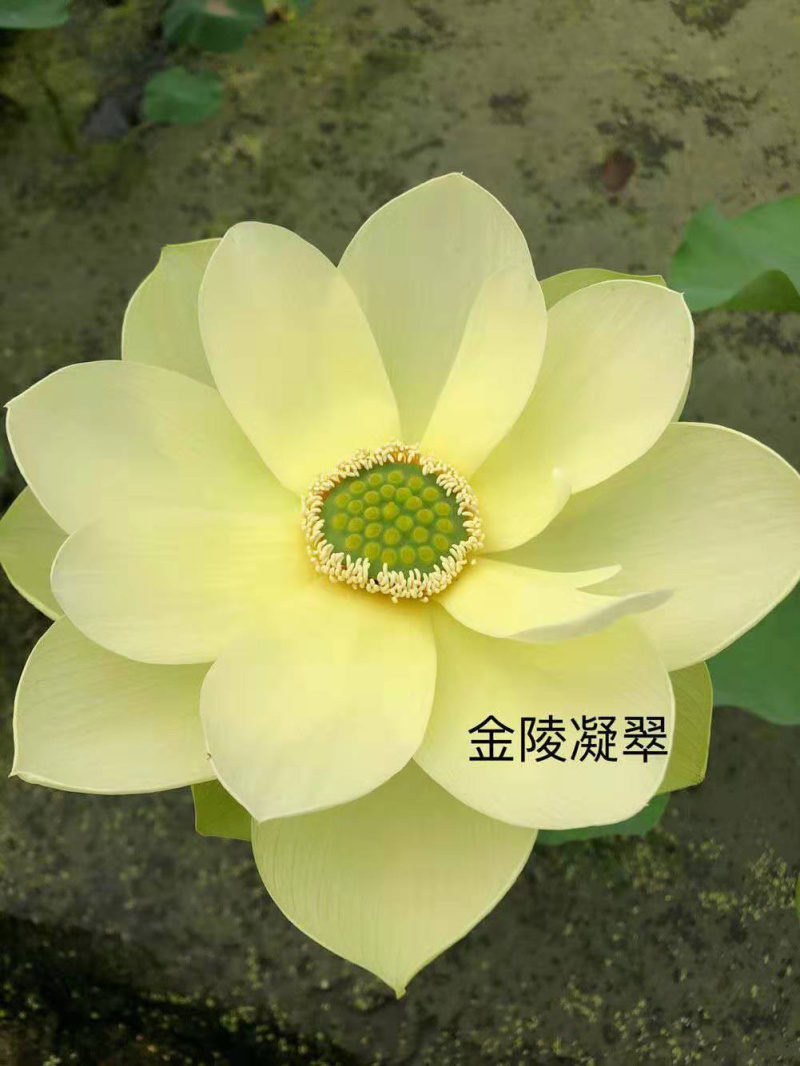 荷花苗盆栽荷花苗池塘观赏荷花苗