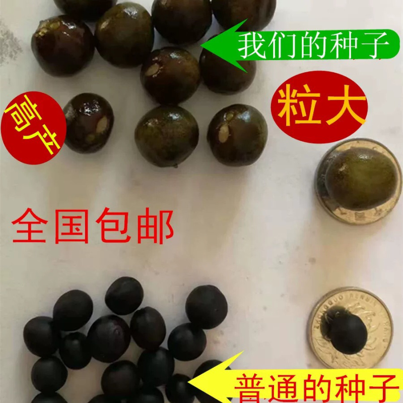 苏芡种子芡实种子无刺苏芡高产苏芡每袋一斤装
