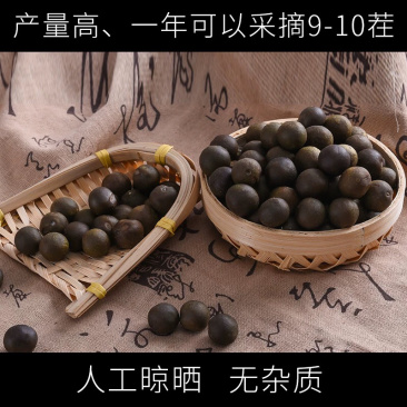 苏芡种子芡实种子无刺苏芡高产苏芡每袋一斤装