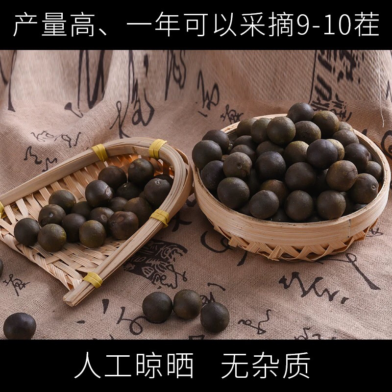 苏芡种子芡实种子无刺苏芡高产苏芡每袋一斤装