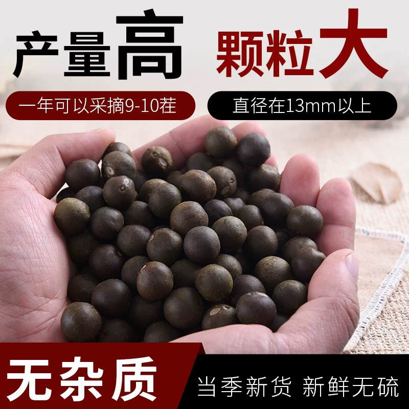 苏芡种子芡实种子无刺苏芡高产苏芡每袋一斤装
