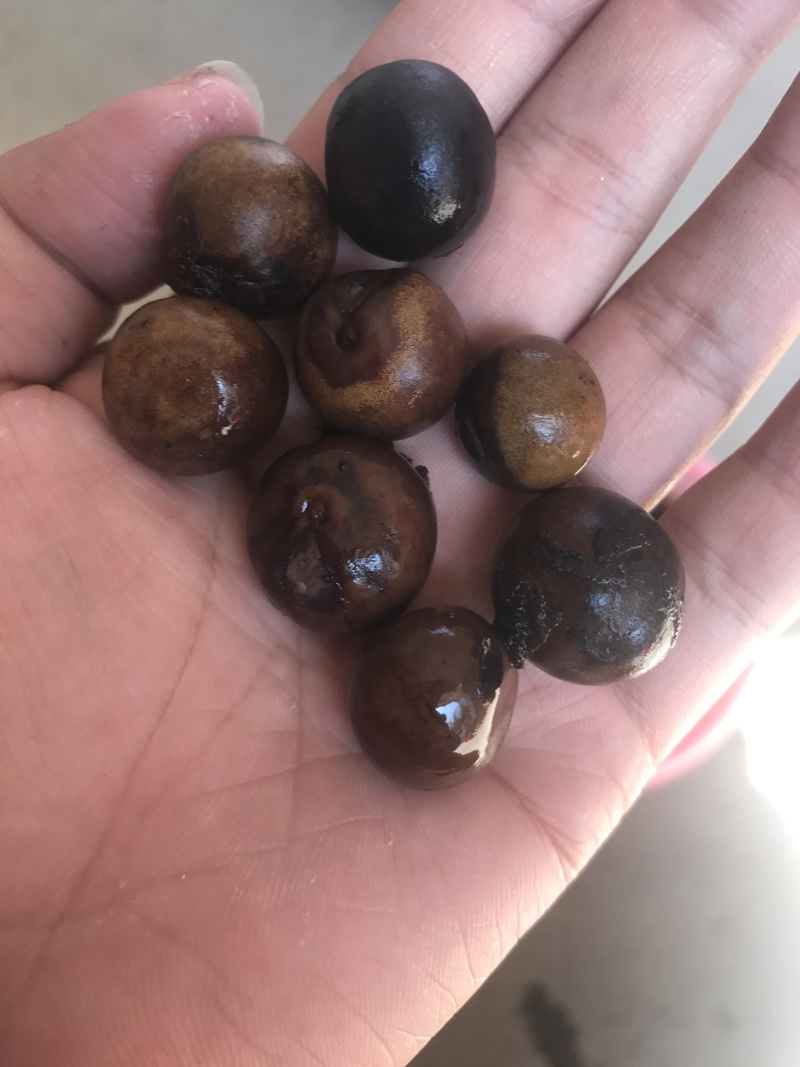 苏芡种子芡实种子无刺苏芡高产苏芡每袋一斤装
