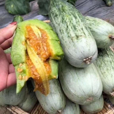 冷棚各种优质精品洋香瓜、甜瓜
