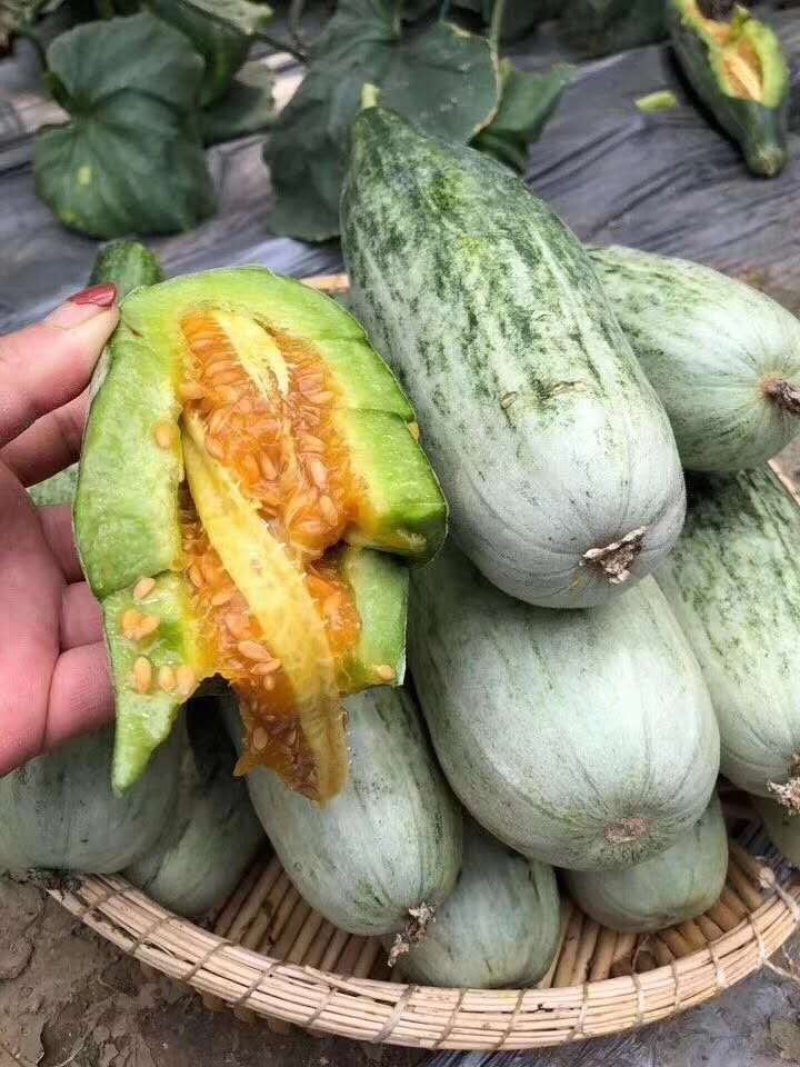 冷棚各种优质精品洋香瓜、甜瓜