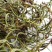 【爆款】原产地化石草老挝化石草，长期有货产地直供