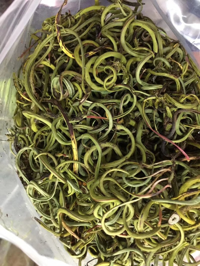 【爆款】原产地化石草老挝化石草，长期有货产地直供