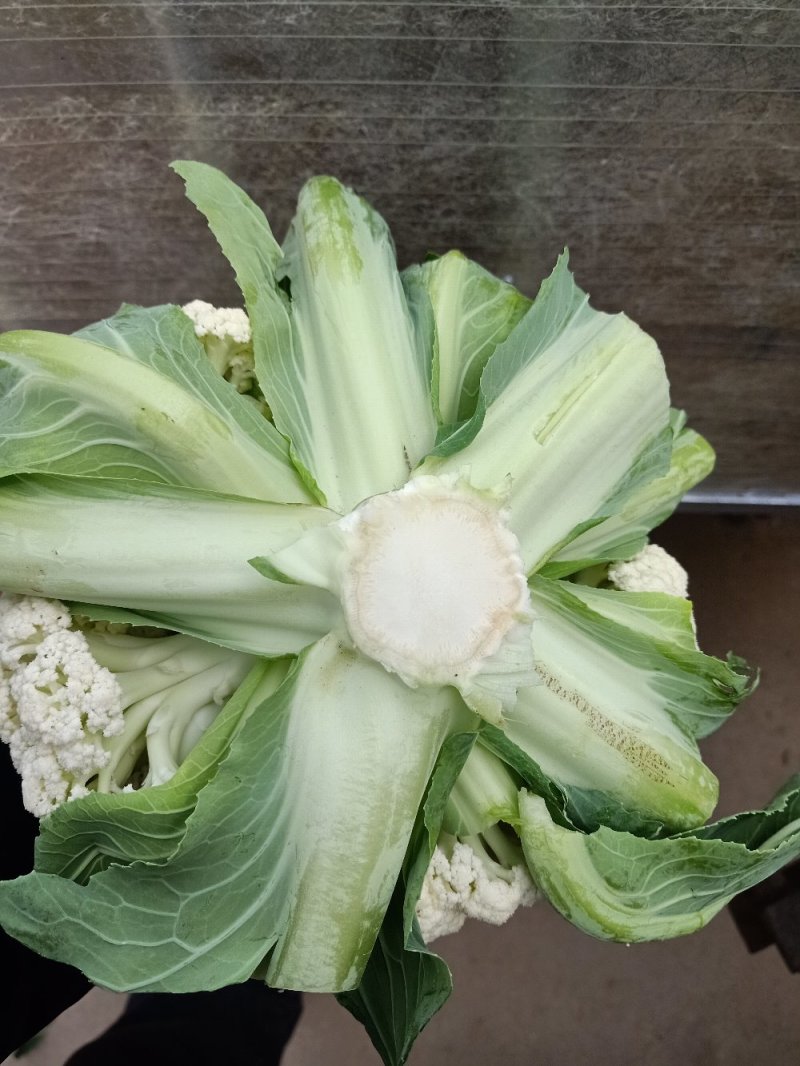有机花正在上市中产地直发支持快运有需要的客户请及时联系我