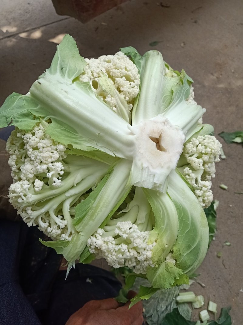 有机花正在上市中产地直发支持快运有需要的客户请及时联系我