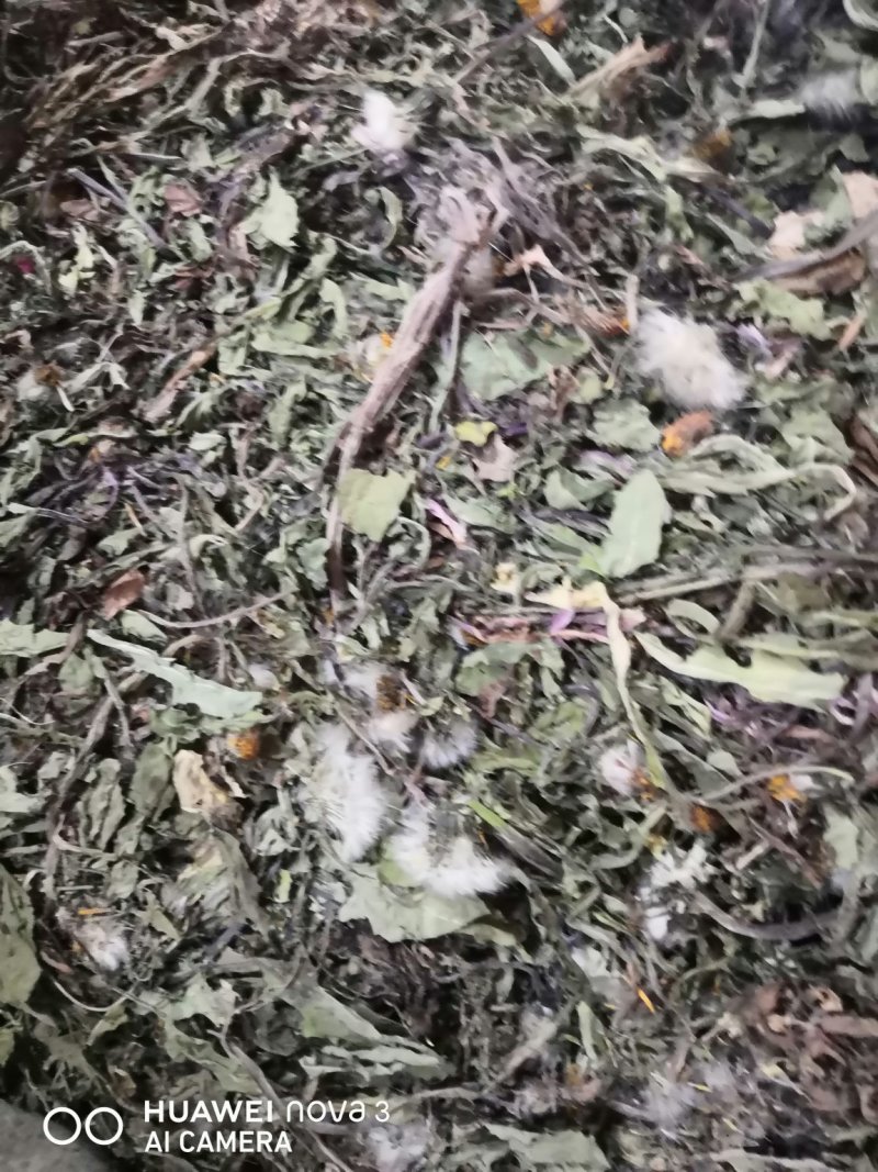 蒲公英中药材规格其全一手货源价格优！量大包邮。