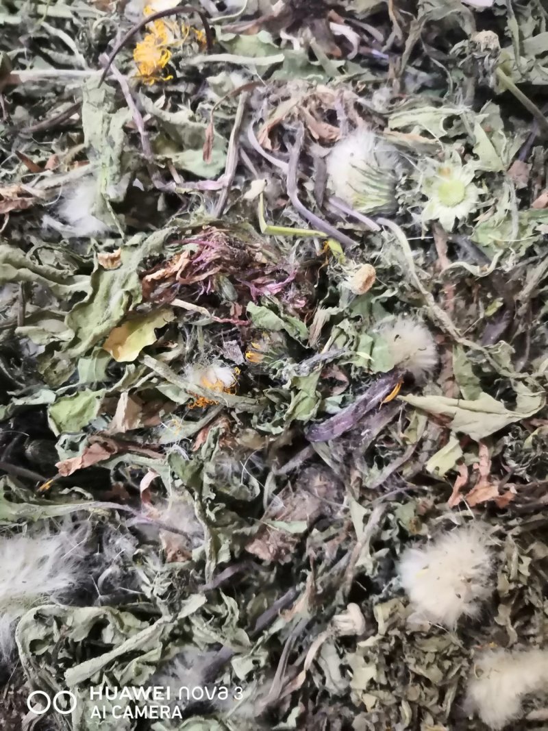 蒲公英中药材规格其全一手货源价格优！量大包邮。