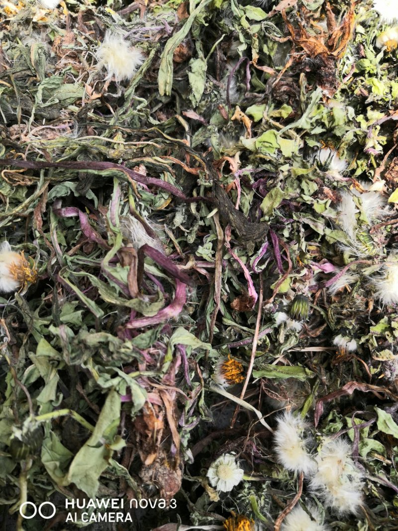 蒲公英中药材规格其全一手货源价格优！量大包邮。