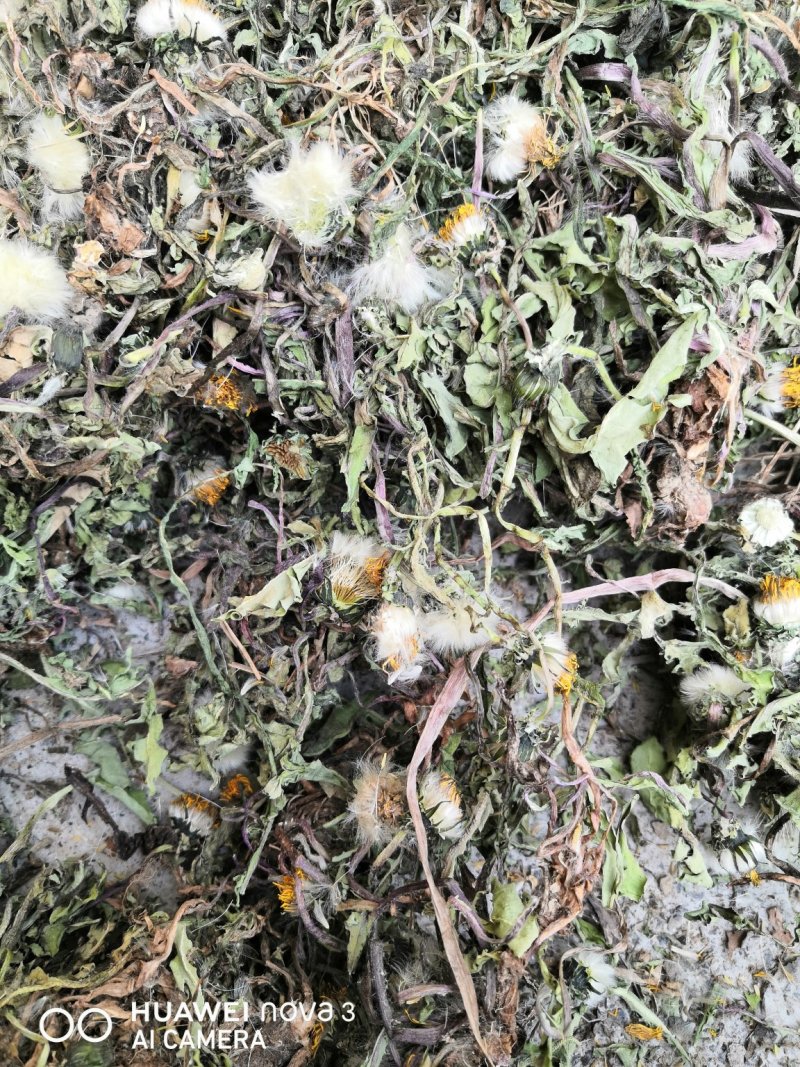 蒲公英中药材规格其全一手货源价格优！量大包邮。