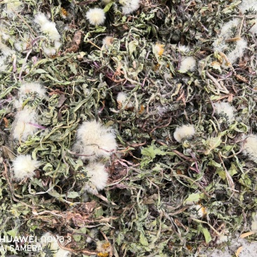 蒲公英中药材规格其全一手货源价格优！量大包邮。