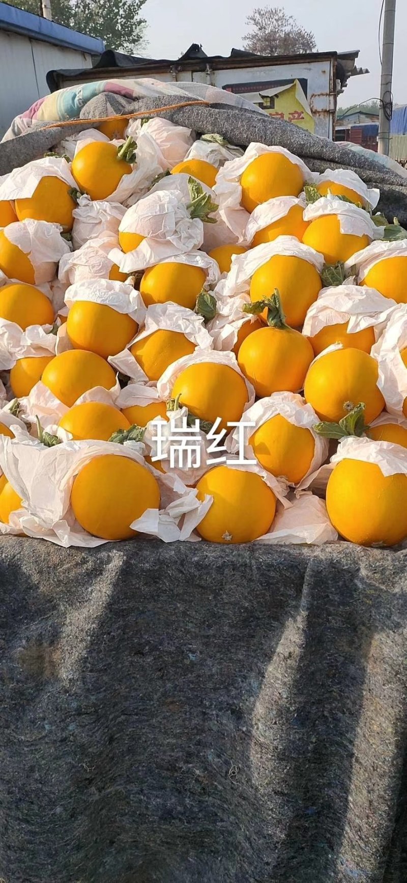 山东省聊城市莘县魏庄镇久红瑞甜瓜基地直供