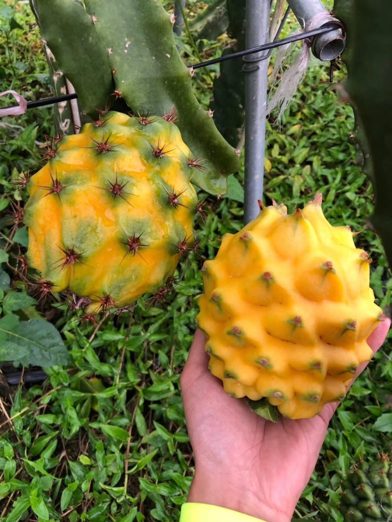 厄瓜多尔燕窝，原枝苗，自粉，甜度26度，包活包技术
