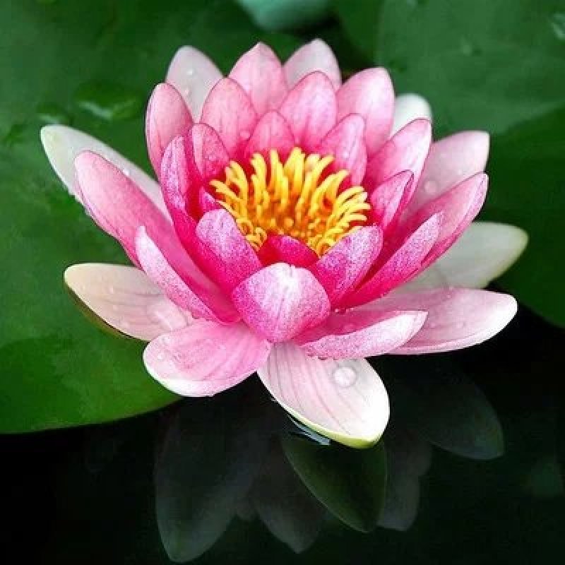 大睡莲根块池塘水池水培植物水生根块四季睡莲花根茎种子苗包