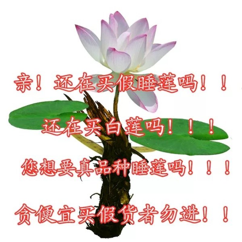 大睡莲根块池塘水池水培植物水生根块四季睡莲花根茎种子苗包