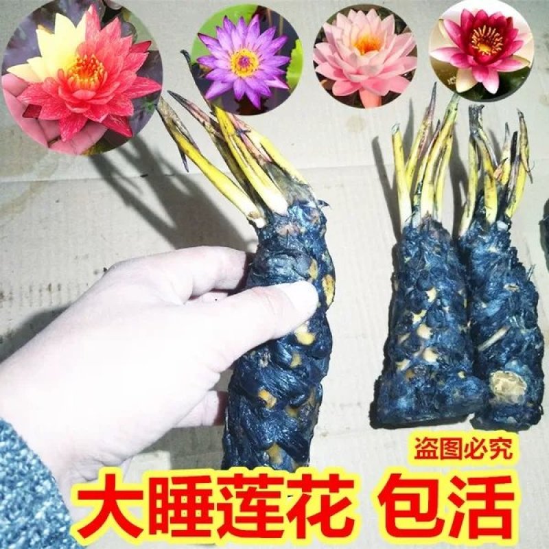 大睡莲根块池塘水池水培植物水生根块四季睡莲花根茎种子苗包