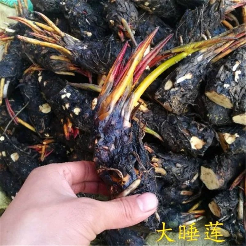 大睡莲根块池塘水池水培植物水生根块四季睡莲花根茎种子苗包
