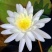大睡莲根块池塘水池水培植物水生根块四季睡莲花根茎种子苗包