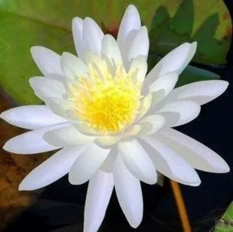 大睡莲根块池塘水池水培植物水生根块四季睡莲花根茎种子苗包