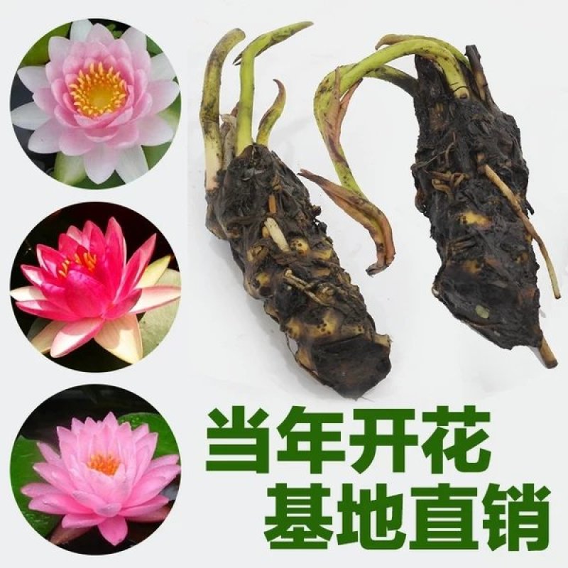 大睡莲根块池塘水池水培植物水生根块四季睡莲花根茎种子苗包