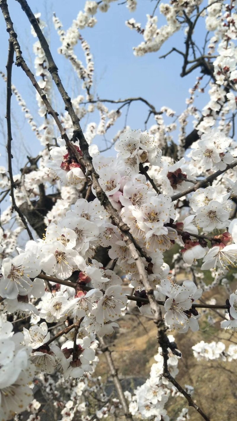 樱桃上市，露天樱桃，口感好预计15号上市