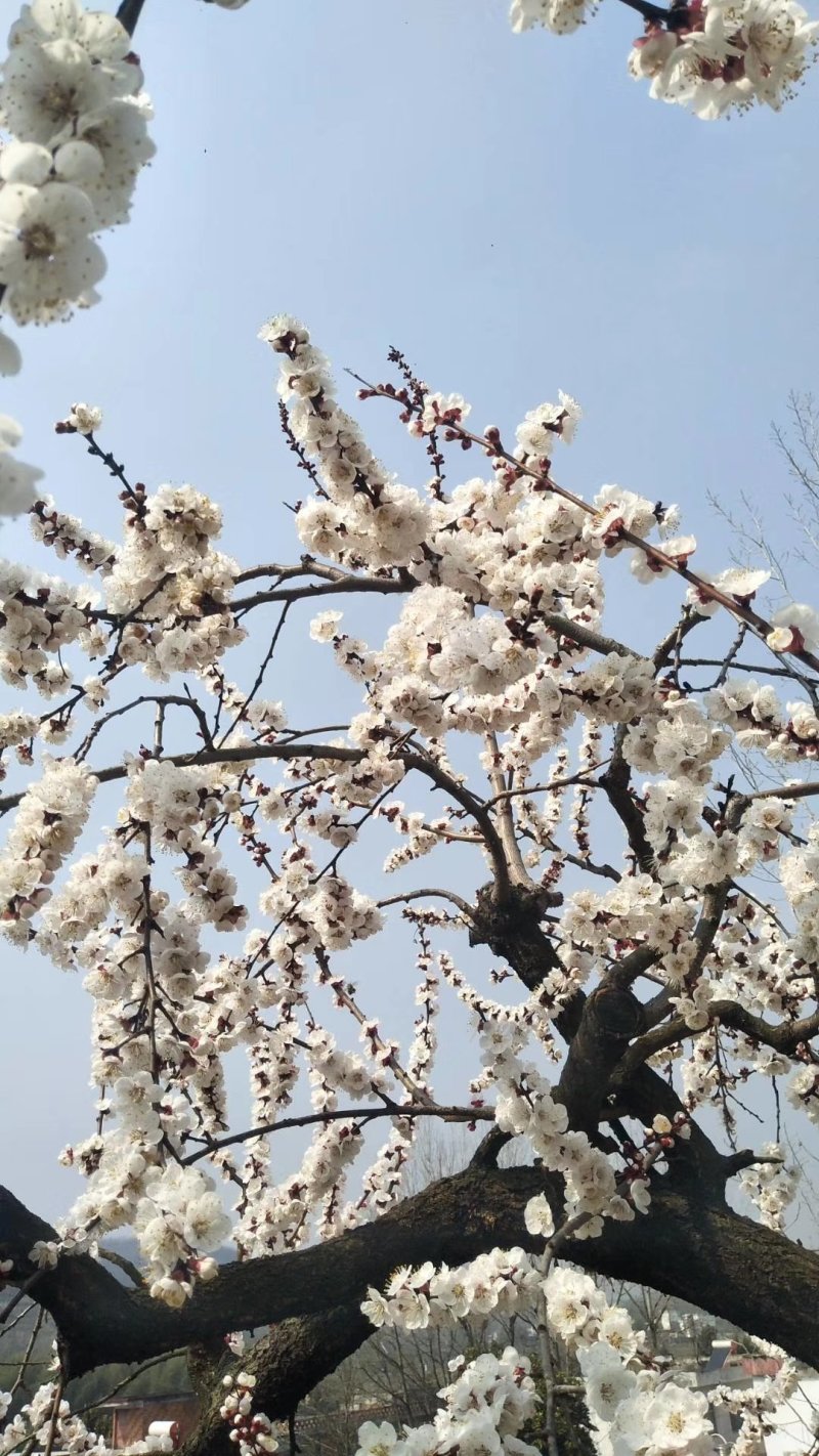 樱桃上市，露天樱桃，口感好预计15号上市