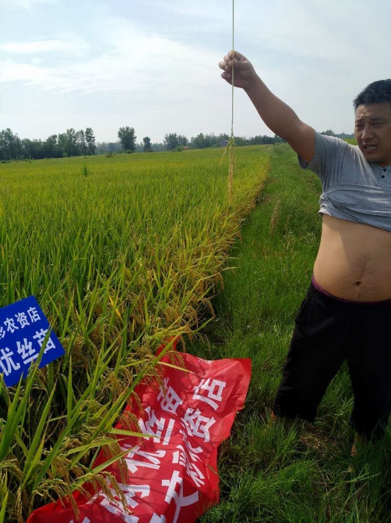 徽两优丝苗种子，国审稳产高产耐肥抗倒米质好分蘖强